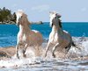 White Horses Paint by Numbers