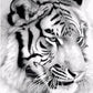 Tiger Head Painting by Numbers