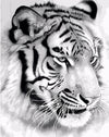 Tiger Head Painting by Numbers