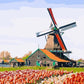 Tulips  Fields Paint by Numbers