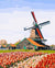 Tulips  Fields Paint by Numbers