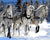 Winter Horses Paint by Numbers