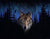 Wolf in the Dark Paint by Numbers