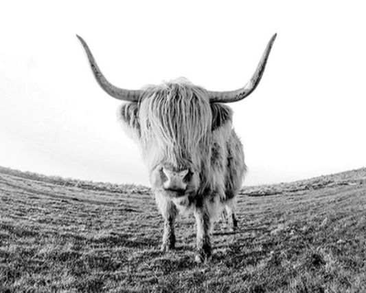 Yak Paint by Numbers