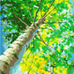 Yellowish Green Trees Paint by Numbers