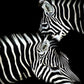 Zebras Pair Paint by Numbers