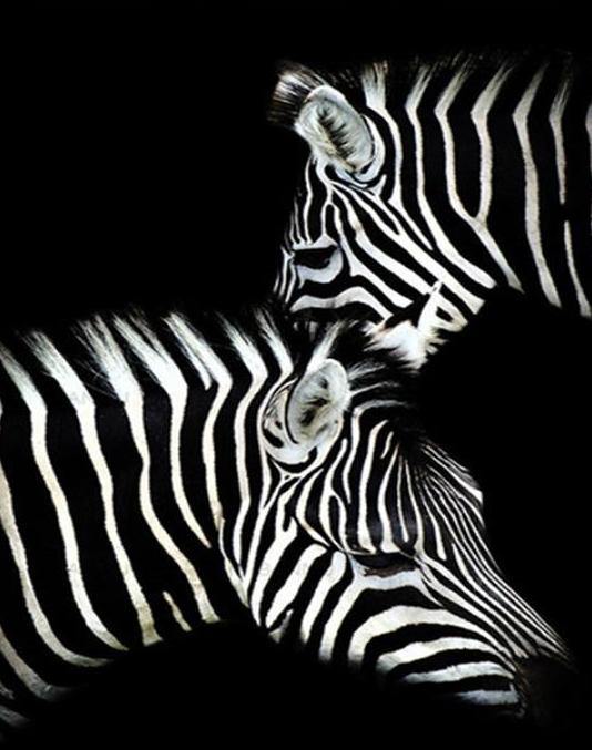Zebras Pair Paint by Numbers